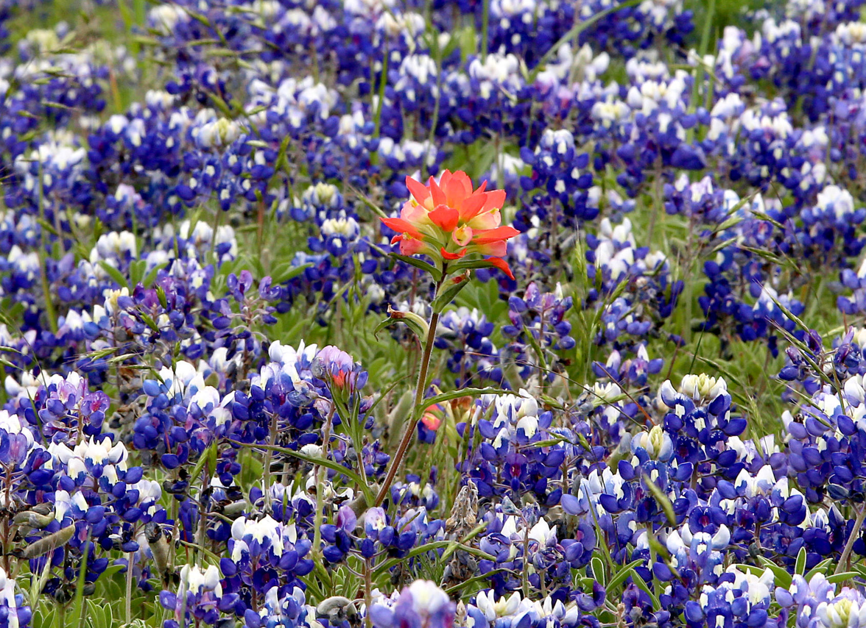 Wildflowers
